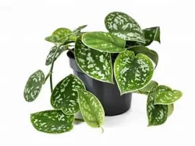 4" Scindapsus Silver Satin