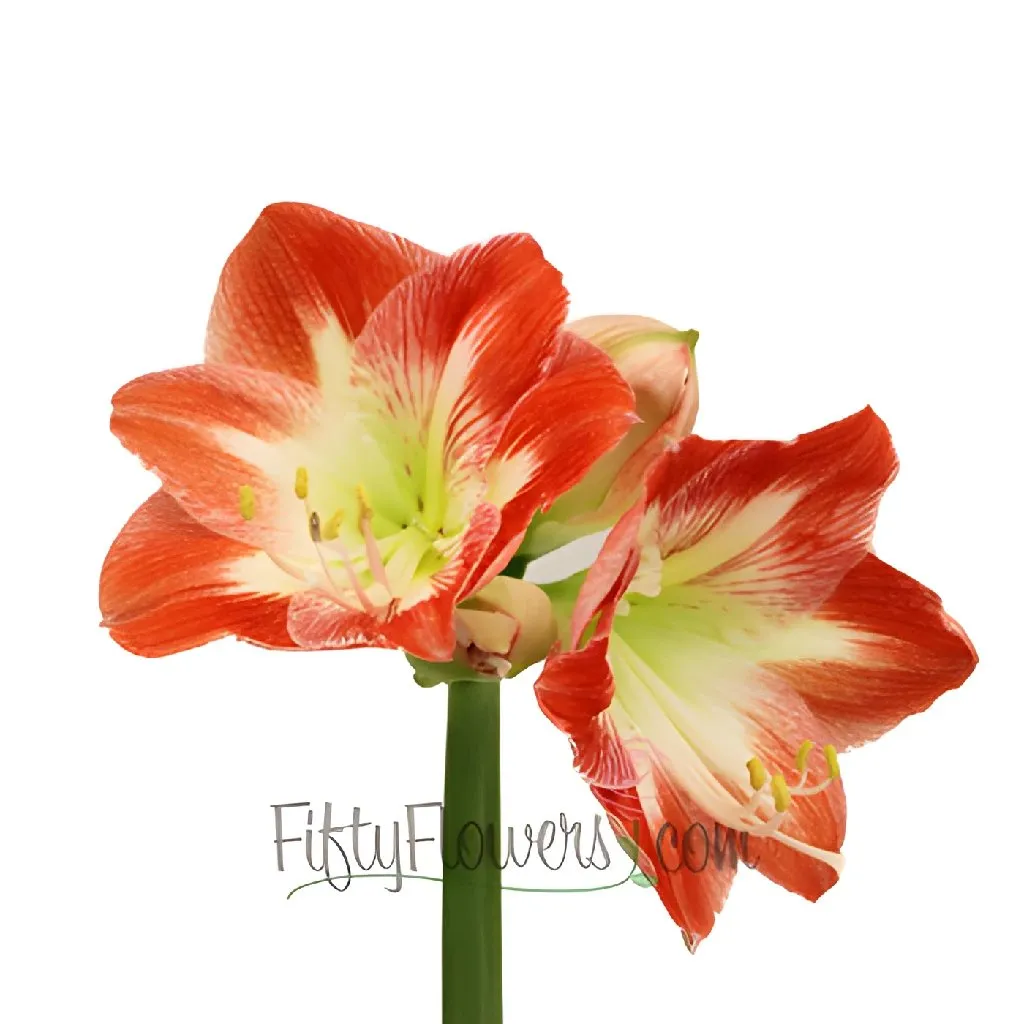 Candy Cane Red and White Amaryllis Flowers
