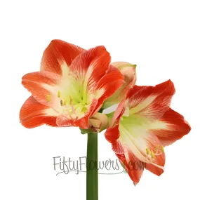Candy Cane Red and White Amaryllis Flowers