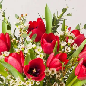 Christmas Tulips