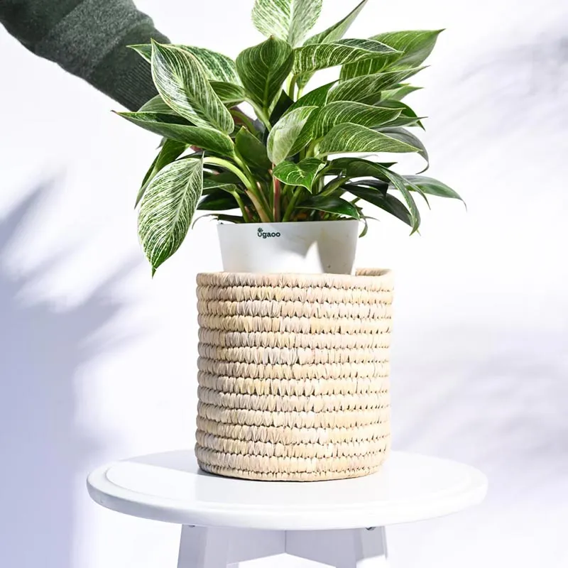 Date Palm Leaf Multicolor Planter | Plant Not Included