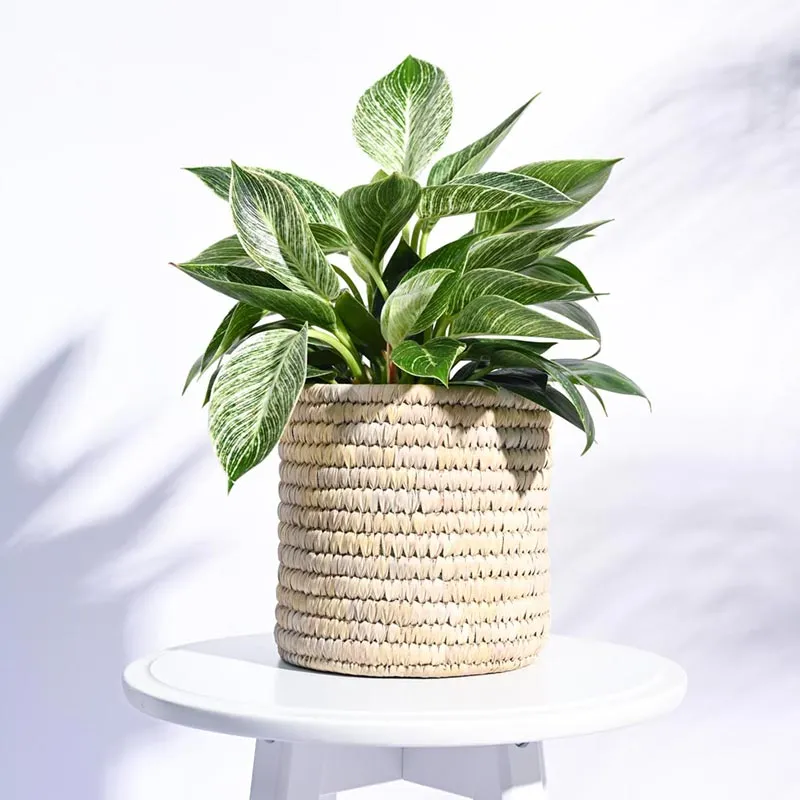 Date Palm Leaf Multicolor Planter | Plant Not Included
