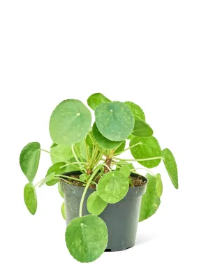 Elegant Chinese Money Plant Set with Custom Planter for Contemporary Home Decor