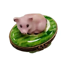 Mini Pig