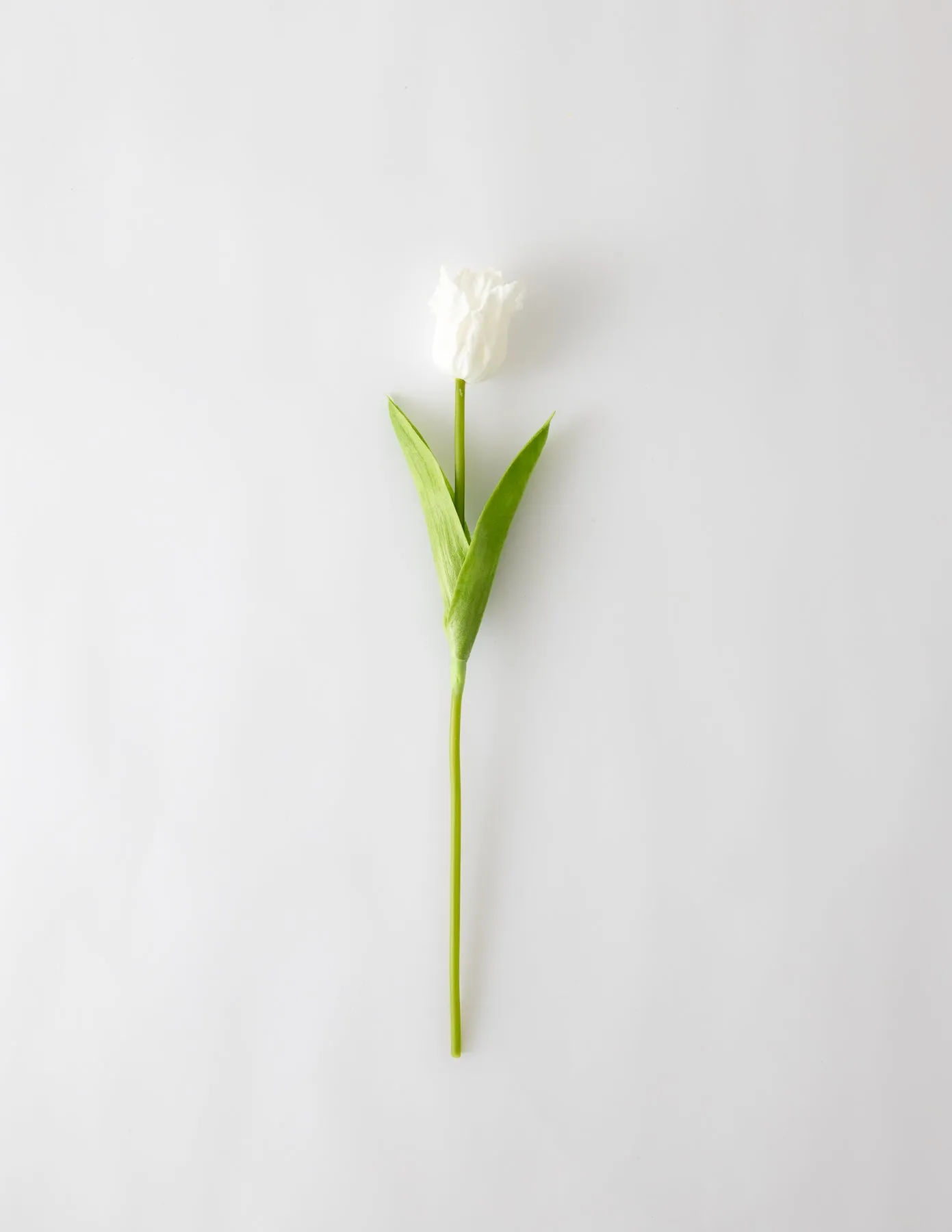 Parrot Tulip Bundle (12 Stems) - White