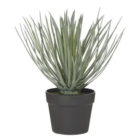 Rogue Spikey Grass GardenPot 38cm Grn