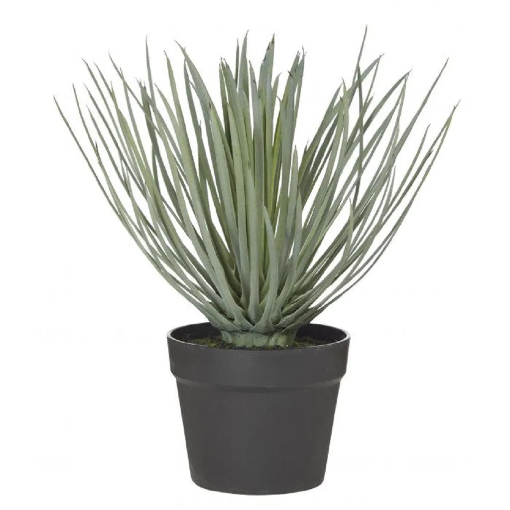 Rogue Spikey Grass GardenPot 38cm Grn