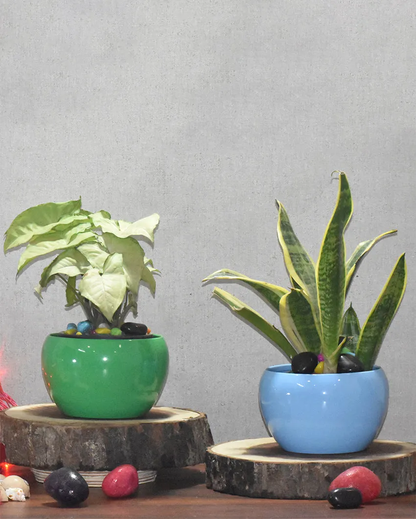 Stylish Desktop Planters Combo Without Plants | Pack of 2 | 5 x 5 inches