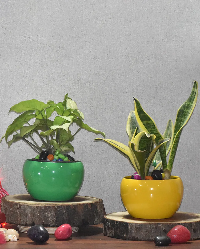Stylish Desktop Planters Combo Without Plants | Pack of 2 | 5 x 5 inches