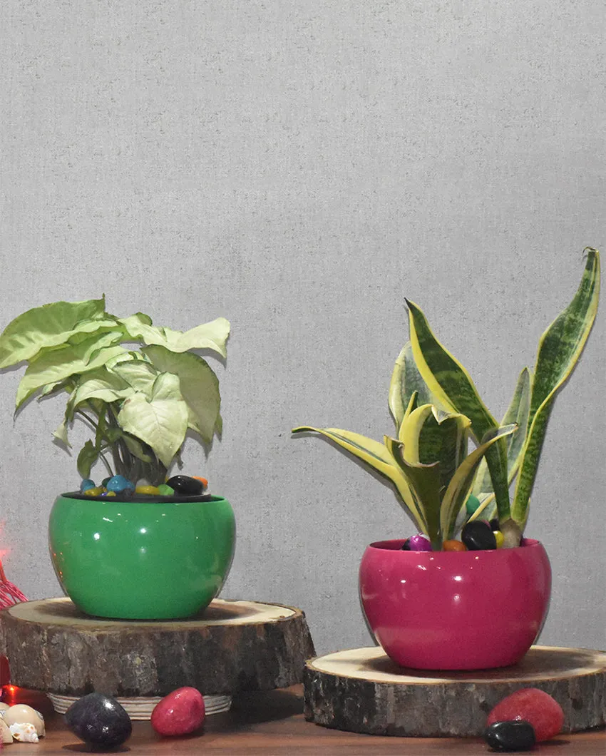 Stylish Desktop Planters Combo Without Plants | Pack of 2 | 5 x 5 inches