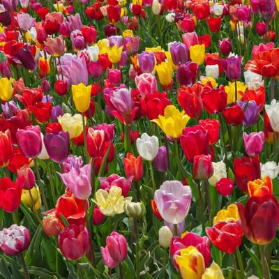 Tulip Cutting Mix