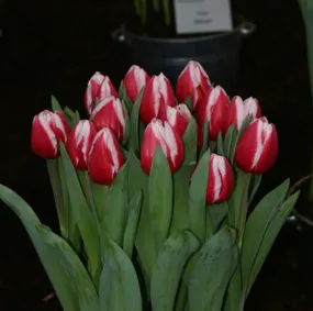 Tulips Stargazer White-Red Flower Bulbs (Pack of 10 Bulbs)