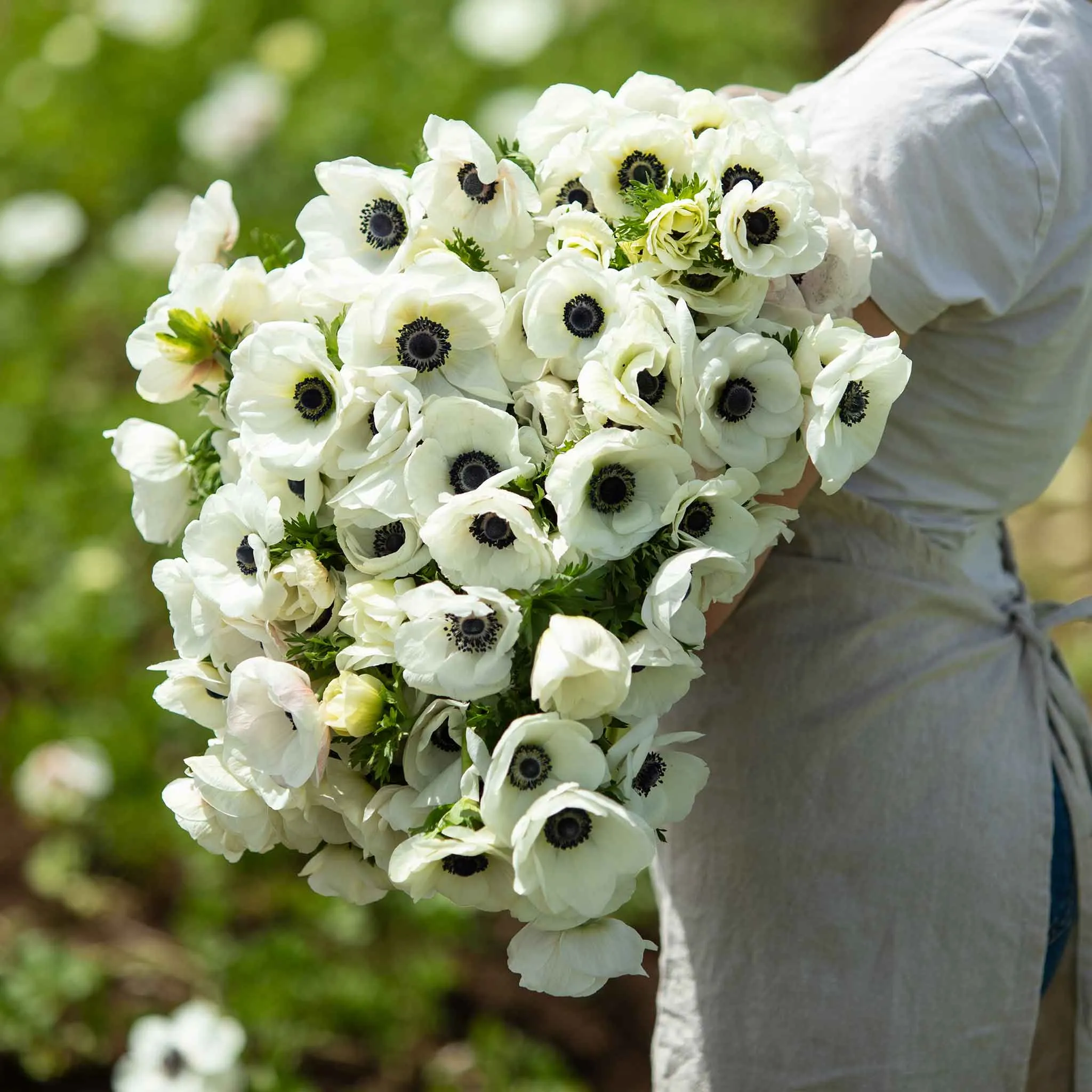 White - Anemone Bulbs